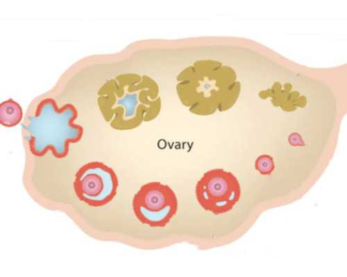 国内代生的价格,广东做生个小孩试管婴儿需要多少钱？