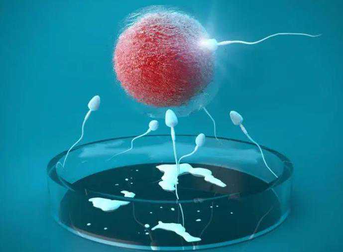 移植后维生素E多吃了一颗有影响吗--代怀生男孩